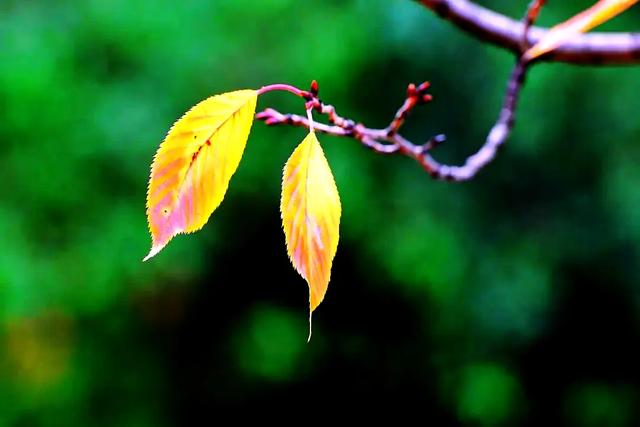 龙光塔下丨断桥与红枫的秋恋