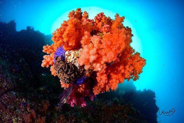 日本十大潜水圣地：潜点特色与难易度总整理