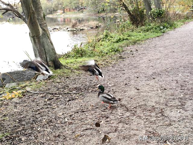 温哥华游记（一）