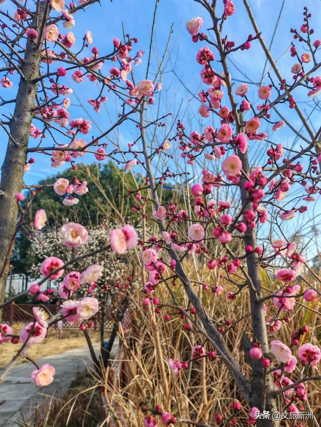 新洲梅花抢先打卡！抓住冬日第一抹绽放的色彩