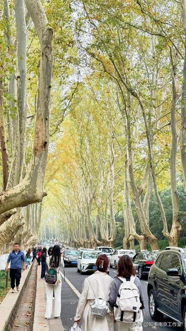 这块南京顶流打卡地居然变成这样了？