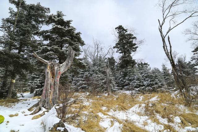 8年禁令鳌太线为何越禁越火？3.5亿爱好者疯抢的“强驴毕业礼”！
