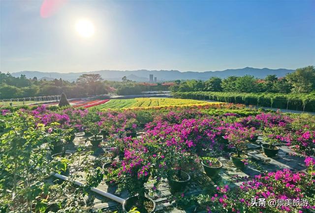 国庆假期去佛山卡玛缤纷花世界，共赴一场花开时节又逢君的约会