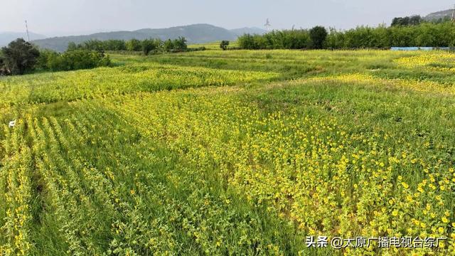 闯入油画世界！万柏林百亩向日葵花海爆红