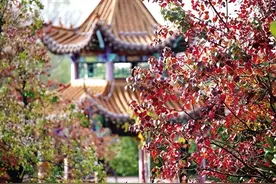 初冬时节，它们身披一袭“彩装”，迎来最佳观赏期——南阳“网红”乌桕树缘何这样美图片