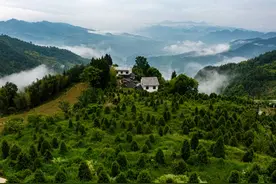 珍稀动植物保护故事⑥｜破解人工繁育“密码”后，崖柏在全国各地安了家图片