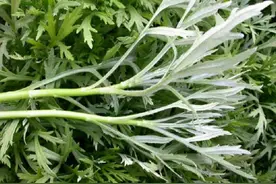 5月此菜正当季，钙含量是牛奶7倍，却才3块一斤，口口鲜嫩超下饭图片