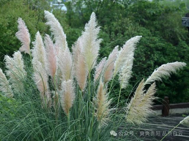 【爽游白云】白云蒲苇花开，在风中摇曳着初秋的浪漫……