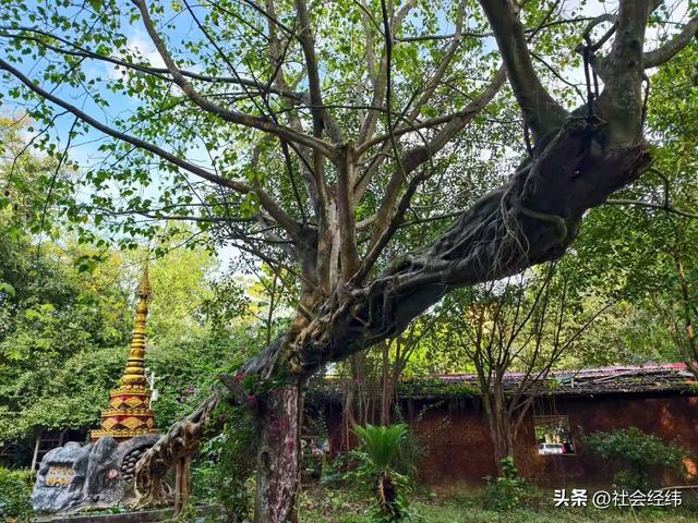 每日一景|百年榕树枝繁叶茂，瑞丽独树自成林海