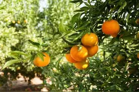 橘子和桔子都表示同一种水果，那么，橘和桔是一回事吗？图片