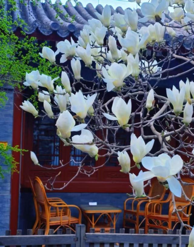 博物FUN | 大觉寺：千年古刹的禅意与新生