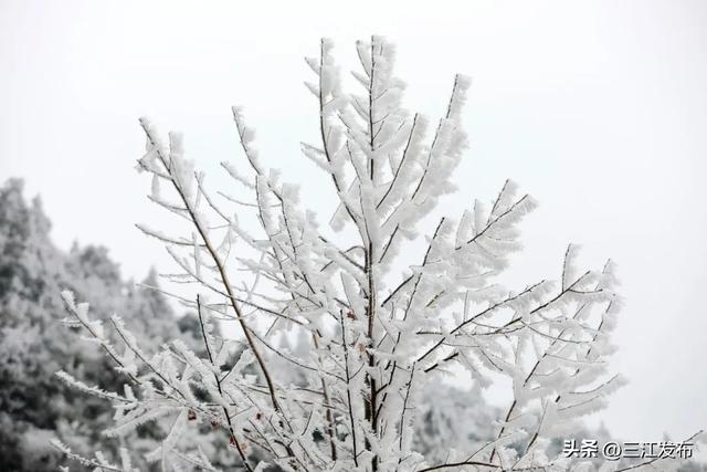 寒潮“炫技”成功！三江这地方浪漫值拉满