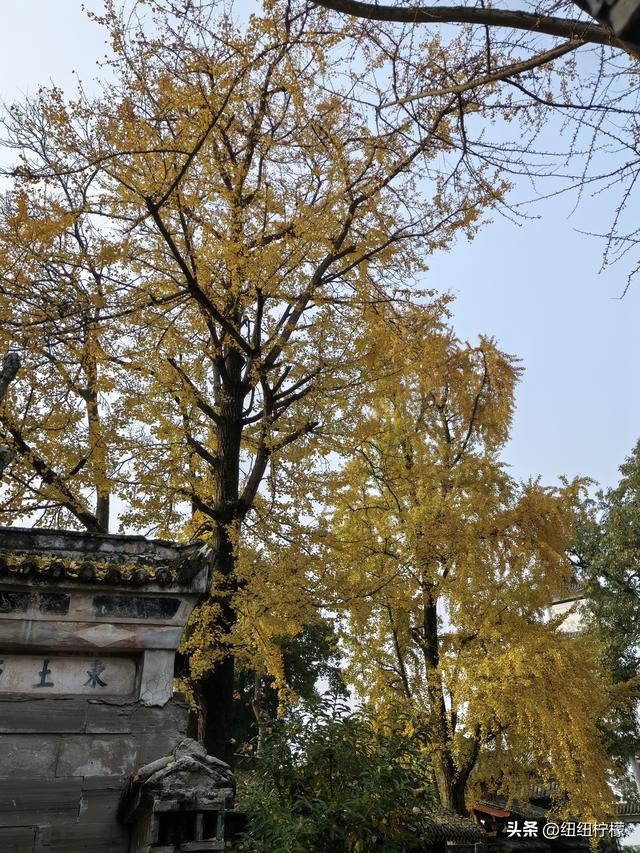 为看金黄美景和红墙，我来北碚静观走一趟，在塔坪寺和思乡台公园