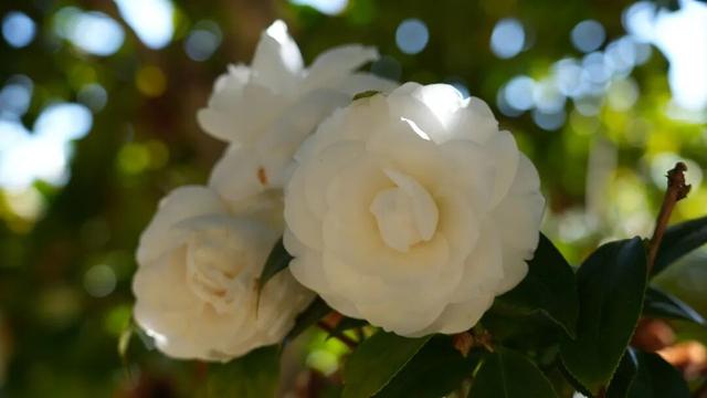 免费打卡！腾冲千株茶花绽放迎春，藏尽初春温柔