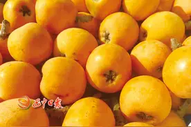 @巴中人 枇杷黄了、桑葚熟了…… 这份采摘攻略请查收图片