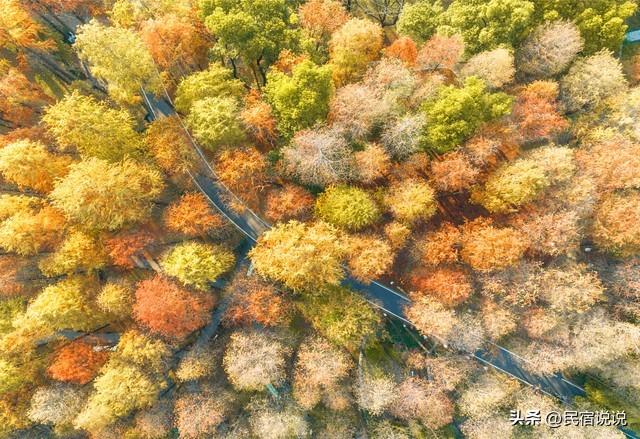 武汉不止这五千亩红叶，最大赏秋地绝了！