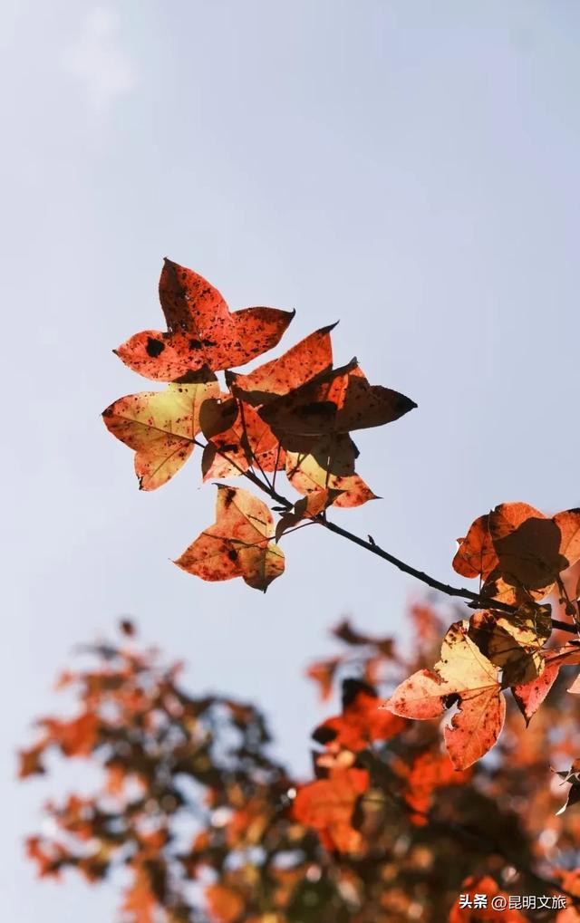昆明西山绝美“枫”景上线!200亩的红叶秘境已进入最佳观赏期