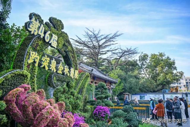 4米巨型大立菊见过吗？第46届趵突泉金秋菊展明天开幕！5大亮点抢先看→