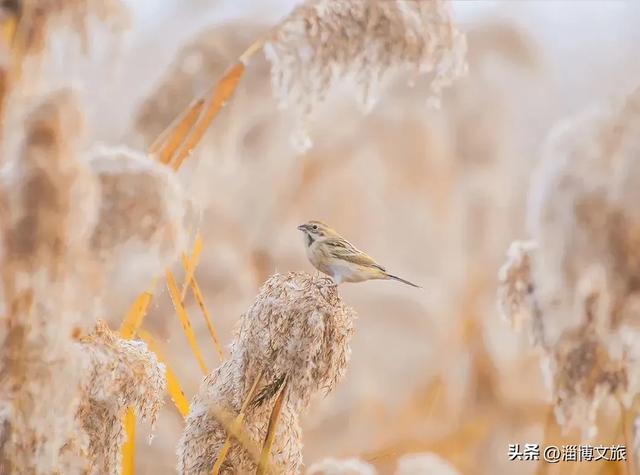 气温骤降8℃，「雪」要来了！在淄博，邂逅一场白色浪漫→