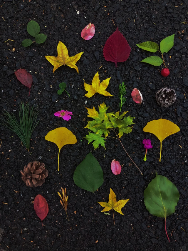 低头捡个秋！我收藏了整个烟台的秋天