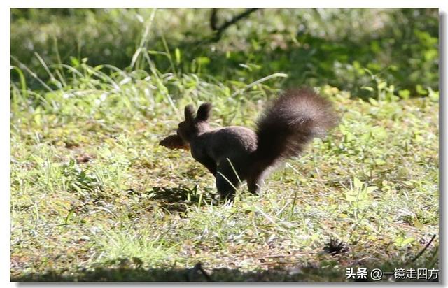 沈阳东陵郊野公园“精灵”出没