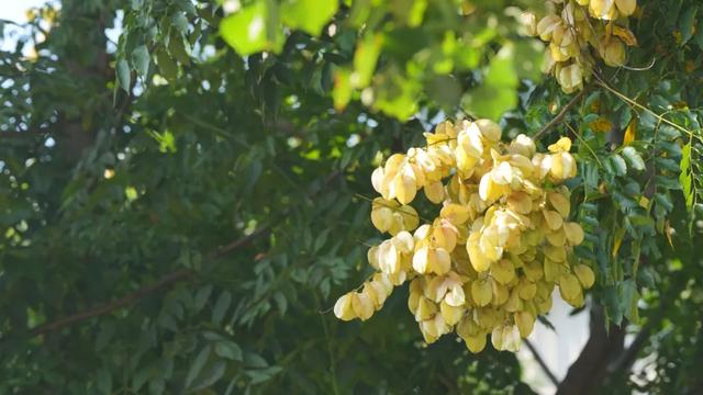 秋日限定|“落叶不扫”模式开启,44条景观道观赏指南请收藏!