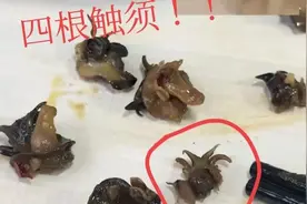 福寿螺和田螺没有了壳你还会区分吗？很多商家把福寿螺当田螺卖图片