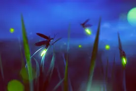 小小的萤火虫，其实隐藏着一个未解之谜，科学家至今仍困惑不已图片