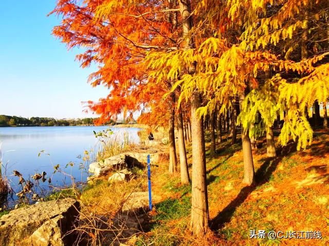 河南淮滨：湖畔杉红景美人更美