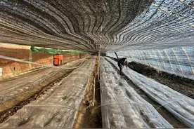 新年添“鲜”！辉南县新鲜羊肚菌采摘上市图片