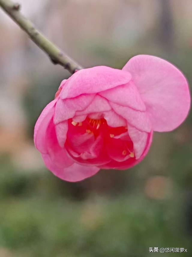 读林清玄《心灵的梅香》的小感悟