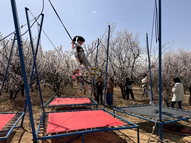 榆阳古塔：万亩杏花迎客来 农旅融合促振兴