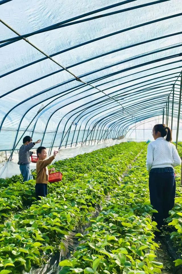 周末去哪？在安陆，实现“草莓自由”！