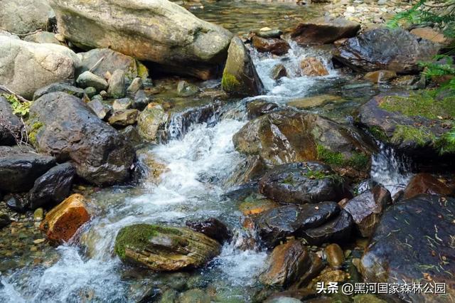 秋意漫染黑河，清风轻吟，邂逅一场如诗的秋日美景