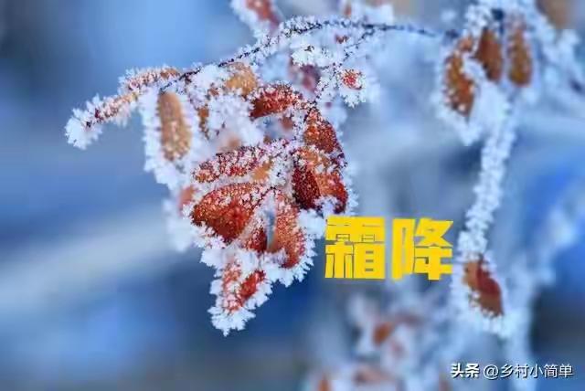 今年霜降不一般，霜降在月头，春节不穿袄，2026年春节冷吗？