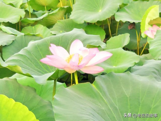郑州市西流湖公园时下正是赏荷花观芦花的绝佳时候