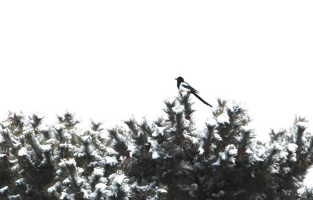 沈城雪落 东陵古境如画