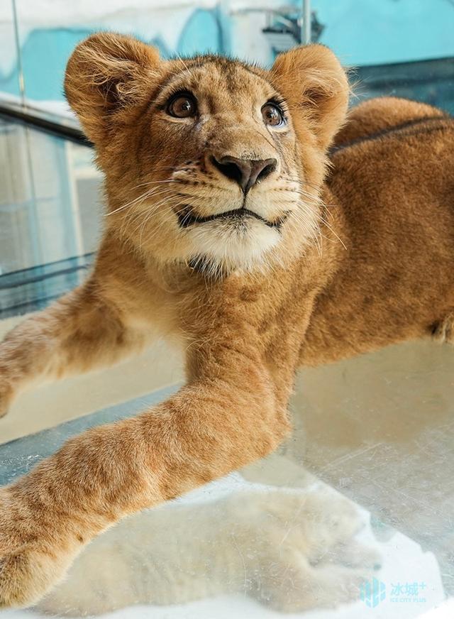 顶流“小毛”全球免费授权！哈尔滨极地公园开放文旅IP创作权限