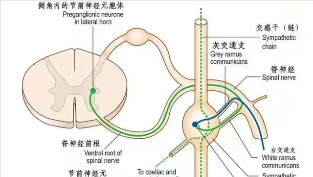 107岁老人，年轻像65岁，长寿秘诀不是多走路，而是这五件事