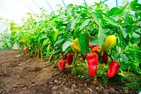茄子周围不能种什么植物？讲解详细，值得参考图片