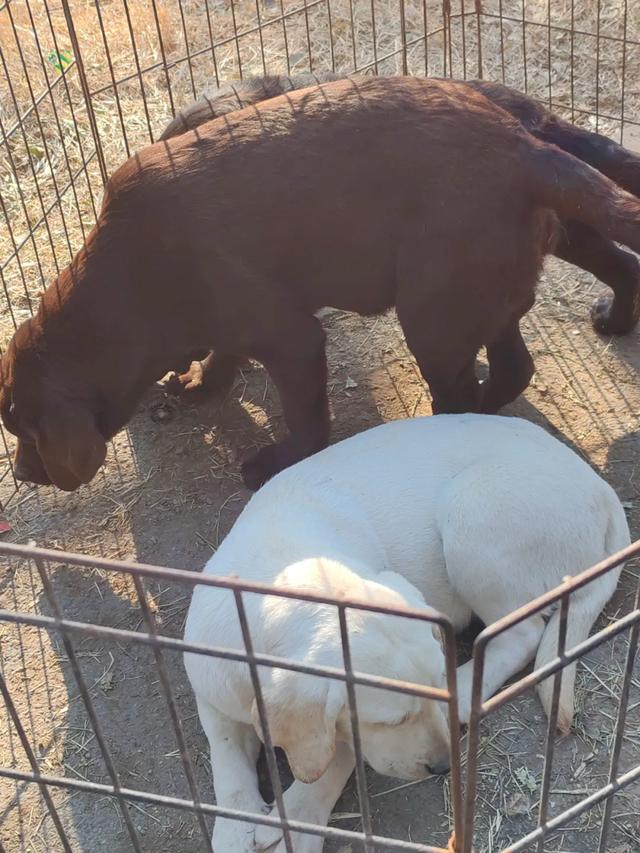 记录德州：岔河河堤上的大集，人山人海，异常热闹