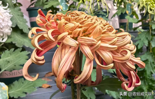 趵突菊韵 锦绣泉城