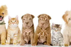 狗狗走丢了怎么办？图片