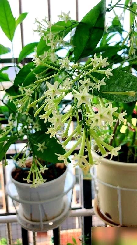阴花不能进阳宅！这5种花“打死”也不养，家里若有？快挪走！