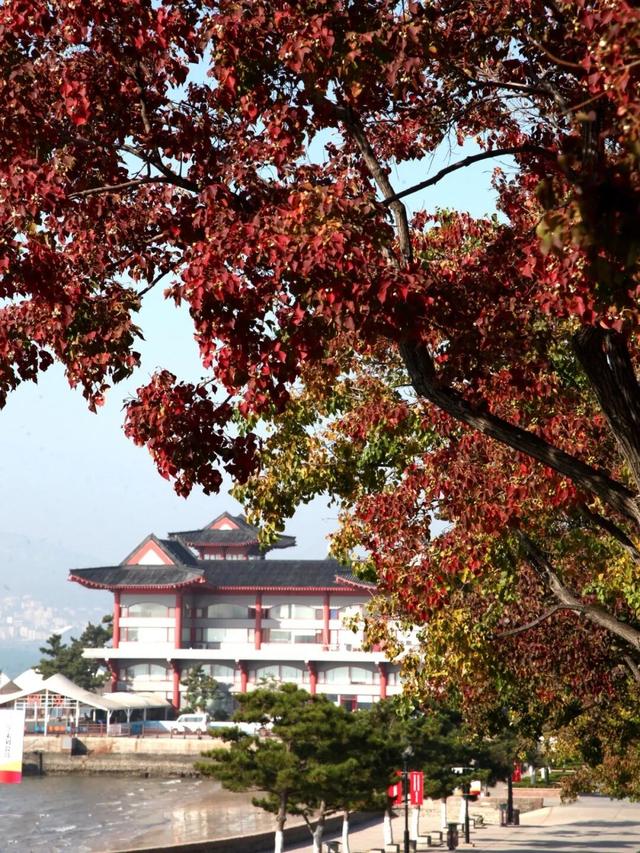 拾一片红叶，藏一季秋光，共赏威海秋日限定美景