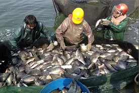 白鹤滩水库水位825米，成为鱼类新天堂？这里罗非鱼已开始泛滥！图片