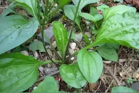 “车前草”是个宝，用它来泡水喝，或能帮助解决3个问题图片