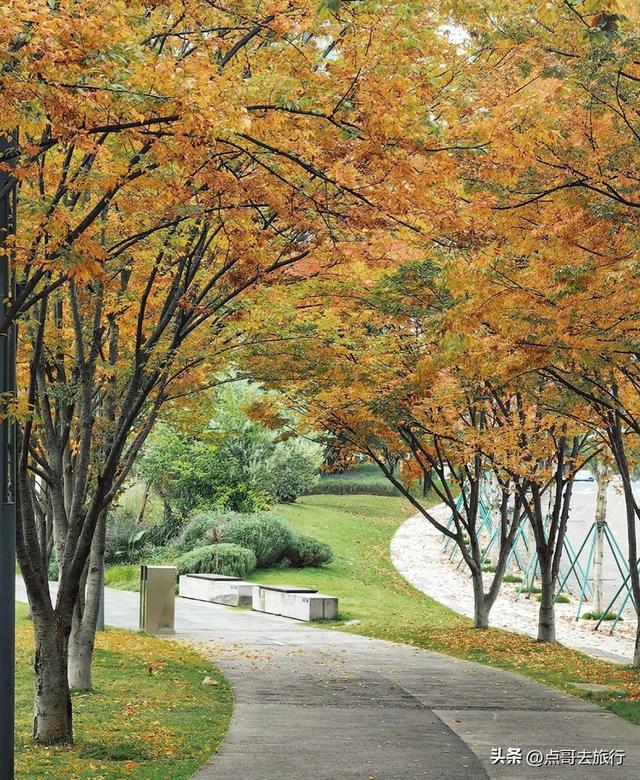 成都这4个彩林会爆火，既壮观又唯美，全部免费，地铁公交直达！