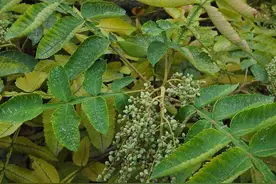 一种含有天然盐巴的奇特植物，人称盐肤木、五倍子，价值知道多少图片
