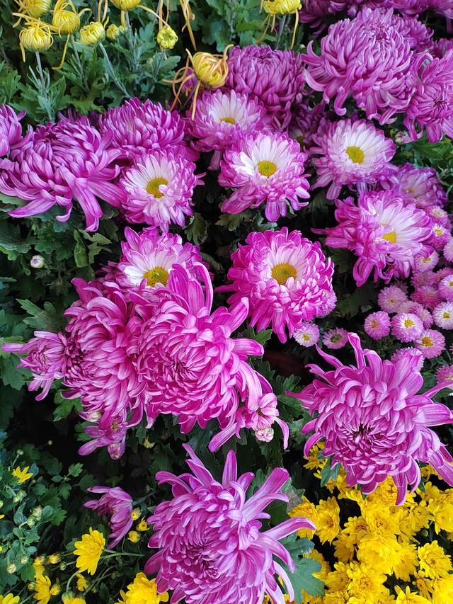 甘州府城菊花飘香